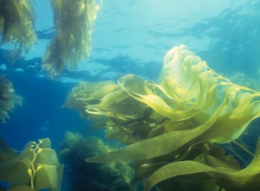 Marine algae safe sunscreen